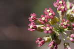 Clasping milkweed